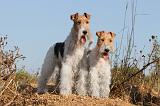 FOX TERRIER 032